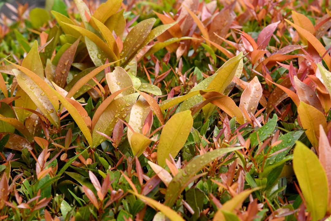 Photo Herbal garden