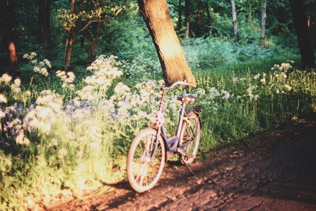 Photo Quiet forest