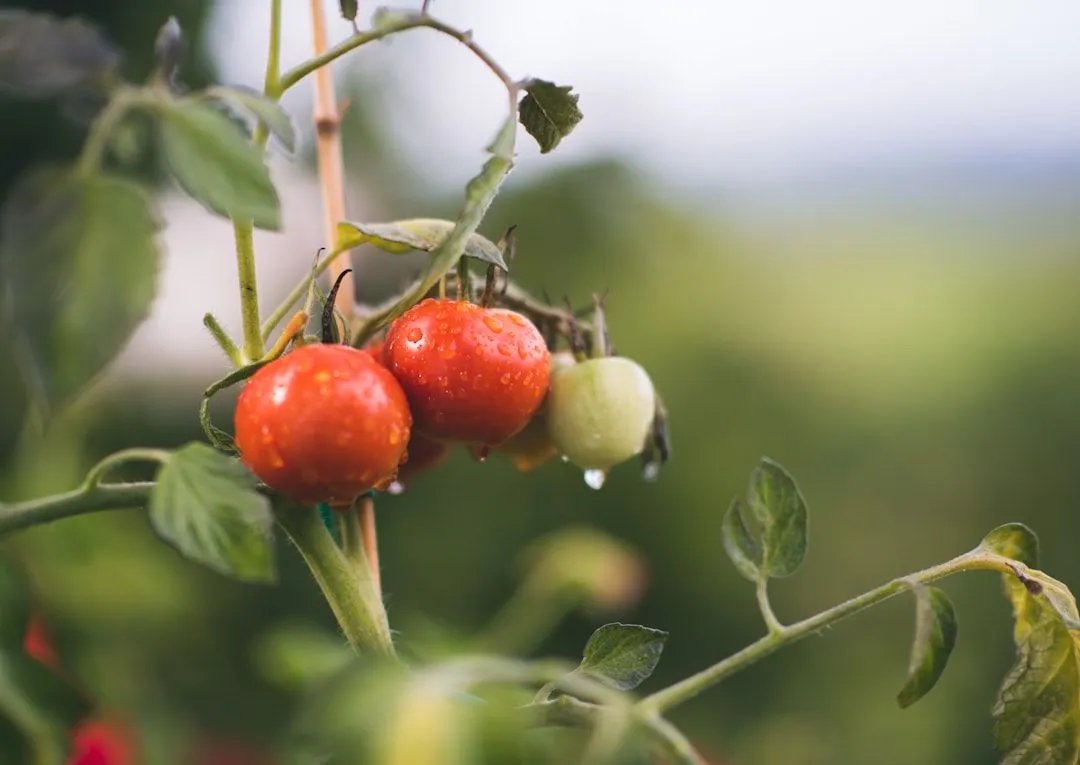 Gesunde Rezepte: Leckere und ausgewogene Gerichte